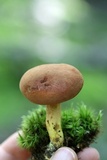 Phylloporus rhodoxanthus image