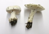 Amanita silvicola image