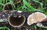 Hexagonia hydnoides image