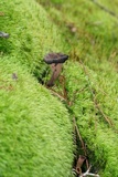 Craterellus fallax image