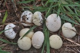 Lycoperdon pratense image