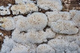 Oxyporus latemarginatus image