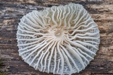 Heliomyces decolorans image