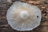Heliomyces decolorans image