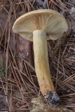 Lactarius volemus image