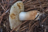 Xanthoconium affine image