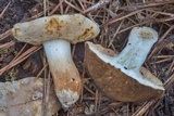 Xanthoconium affine image