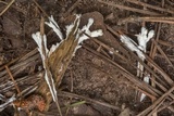 Sebacina incrustans image