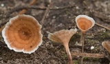 Podoscypha petalodes image