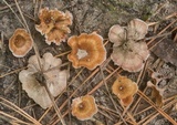 Podoscypha petalodes image