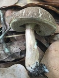 Tylopilus sordidus image