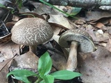 Tylopilus sordidus image