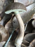 Tylopilus sordidus image
