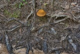 Xanthoconium affine image