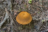 Xanthoconium affine image