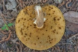 Xanthoconium affine image