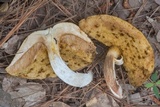 Xanthoconium affine image