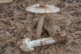 Amanita sect. Vaginatae image
