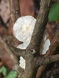 Hemimycena candida image