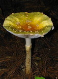 Amanita amerimuscaria image