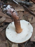 Gyroporus castaneus image