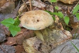 Tylopilus sordidus image