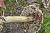 Tylopilus sordidus image