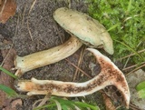 Tylopilus sordidus image