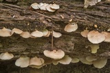 Crepidotus malachius image