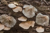 Crepidotus malachius image