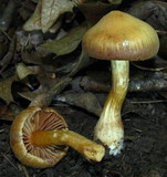 Cortinarius distans image