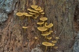 Callistosporium luteo-olivaceum image
