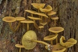 Callistosporium luteo-olivaceum image