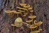 Callistosporium luteo-olivaceum image
