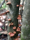 Anthracophyllum lateritium image