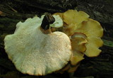 Polyporus leptocephalus image