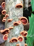 Anthracophyllum lateritium image