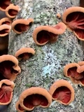 Anthracophyllum lateritium image