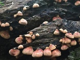 Anthracophyllum lateritium image