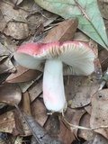 Russula mariae image