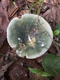 Russula parvovirescens image