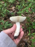 Russula parvovirescens image