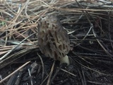 Morchella snyderi image