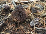 Morchella snyderi image