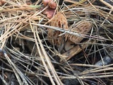 Morchella snyderi image