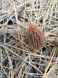 Morchella snyderi image
