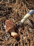 Morchella snyderi image