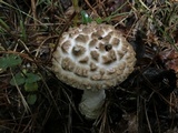 Amanita hesleri image