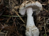 Amanita hesleri image