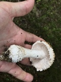 Amanita hesleri image